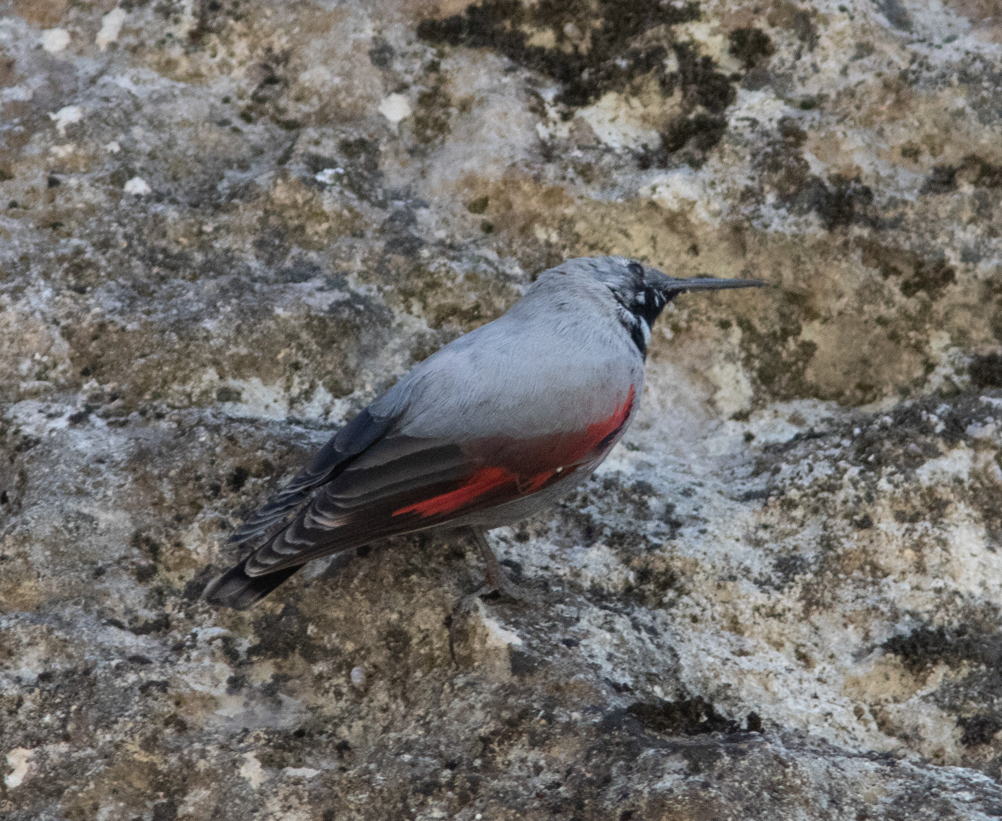 Miniature